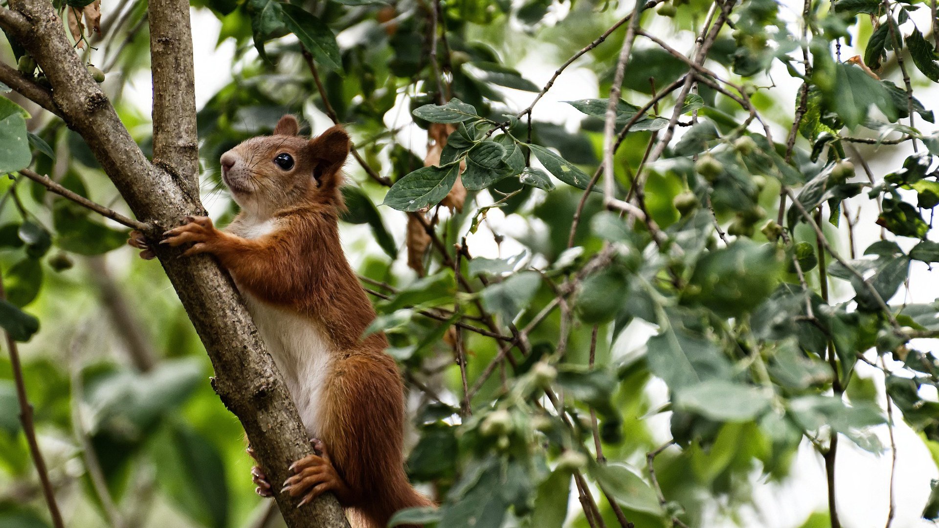 意甲精彩纷呈,球迷反应火热,意甲介绍