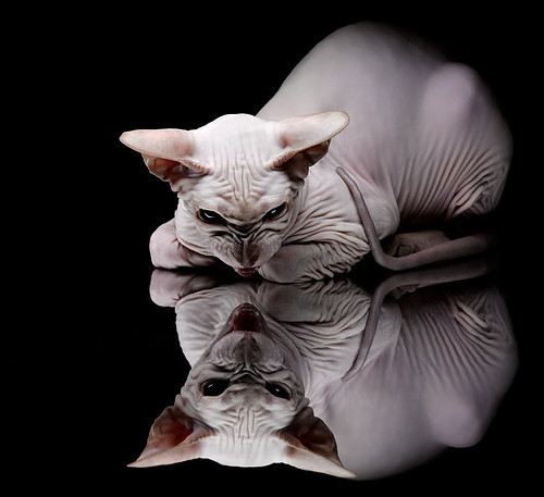 步行者完成交易三换一，引进明星控卫，步行者最新交易流言