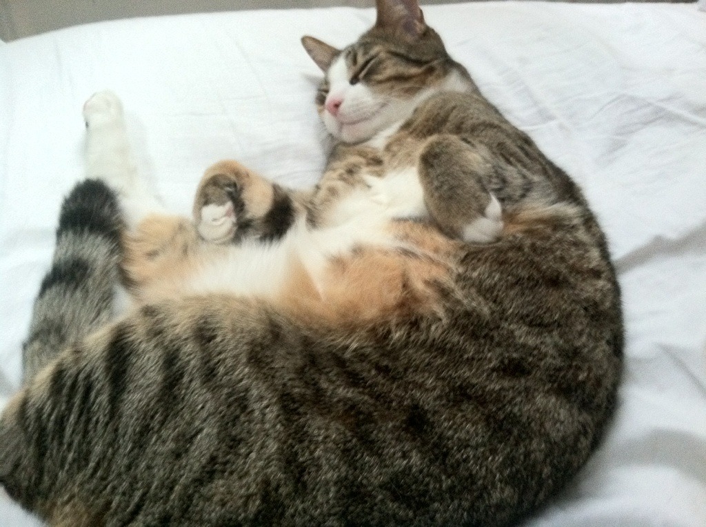 下载乐鱼体育APP-LPL战队被纳入国家体育发展区“人才名册”试点