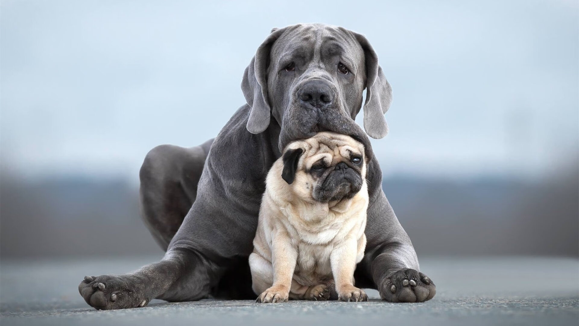 乌迪内斯主场失利，欧战形势不妙，乌迪内斯最近战绩