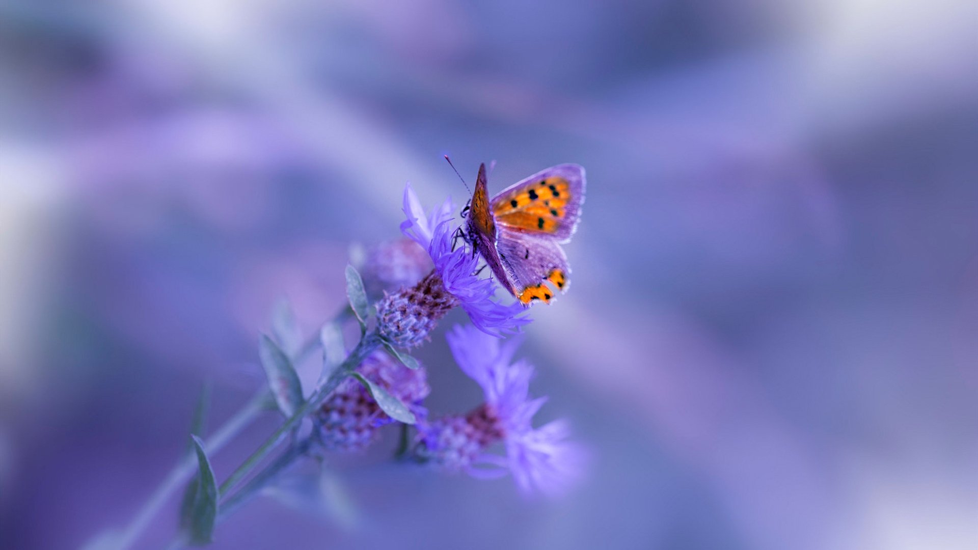 回顾羽毛球世界冠军成长轨迹,羽毛球世界冠军次数排名