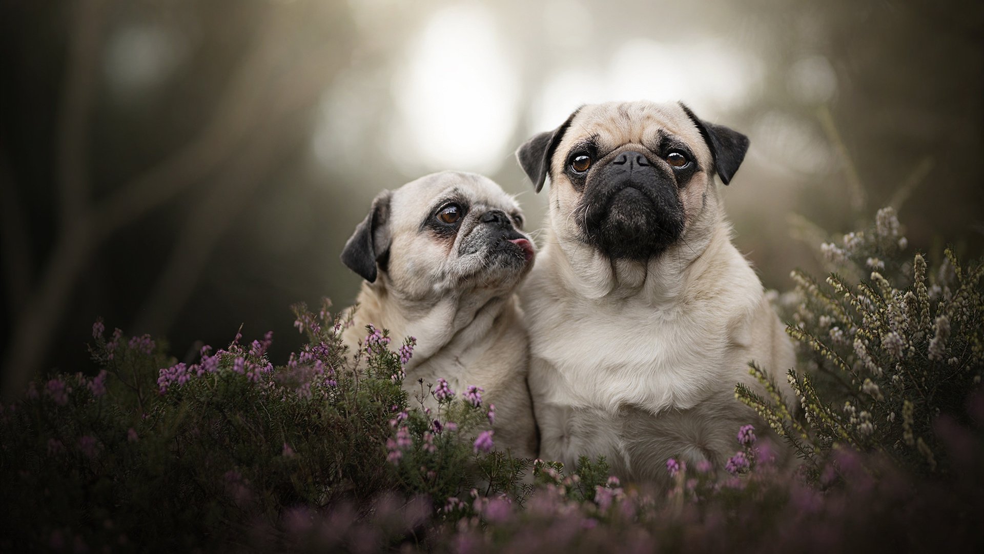 日本新生代球员崭露头角,成为关注焦点,日本新生代男星