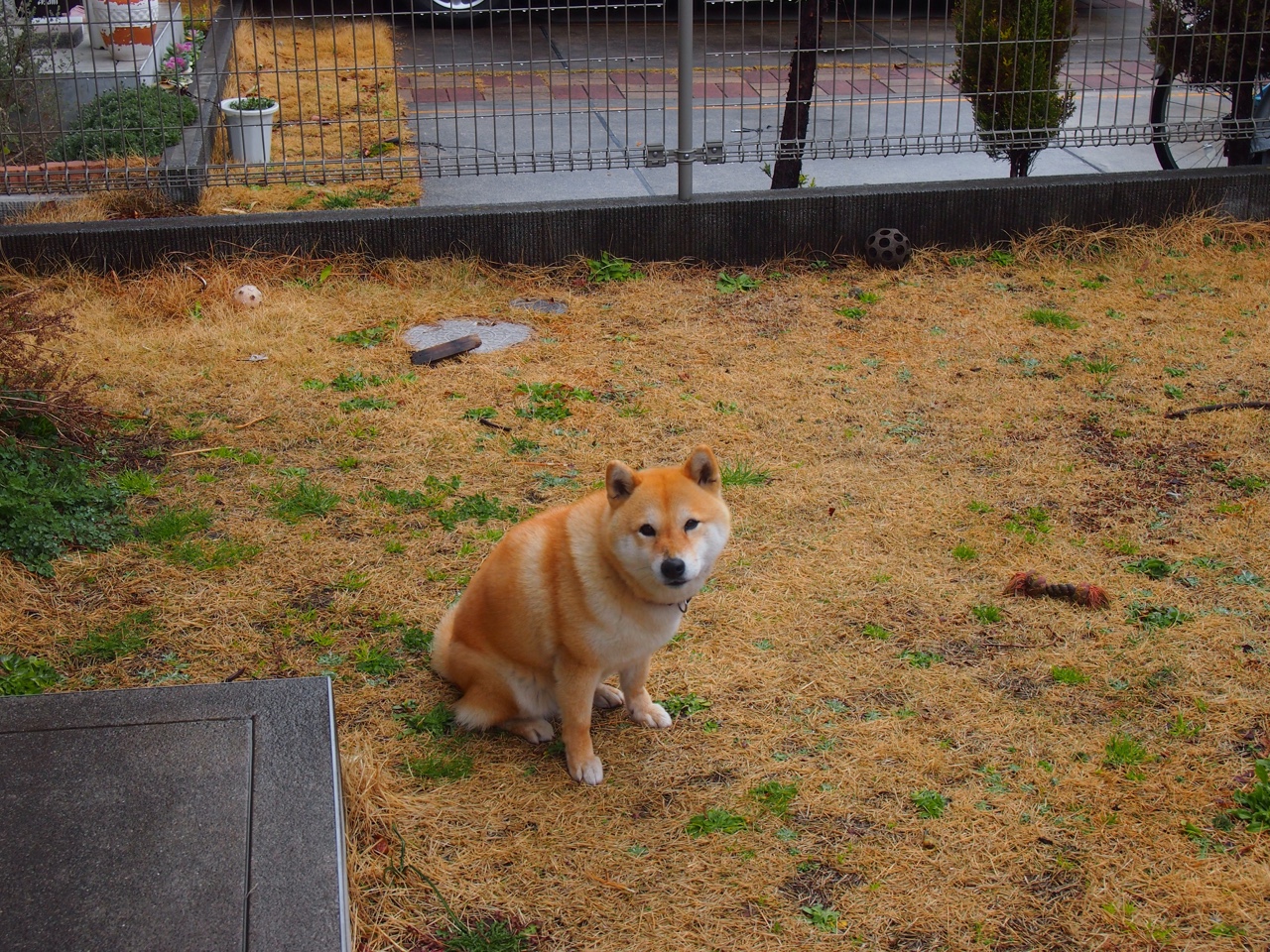 斯特拉斯堡主场战平马赛,继续保持不败记录,斯特拉斯堡国际赛