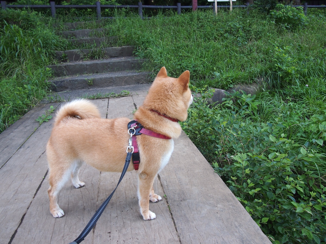 乐鱼vip-波尔图冲击联赛前三，波尔图比赛赛程