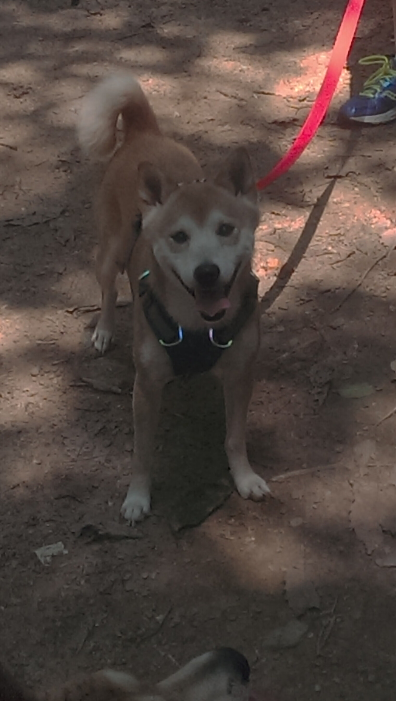 湖人团队协作完美主场连胜，湖人结束连败疯狂庆祝