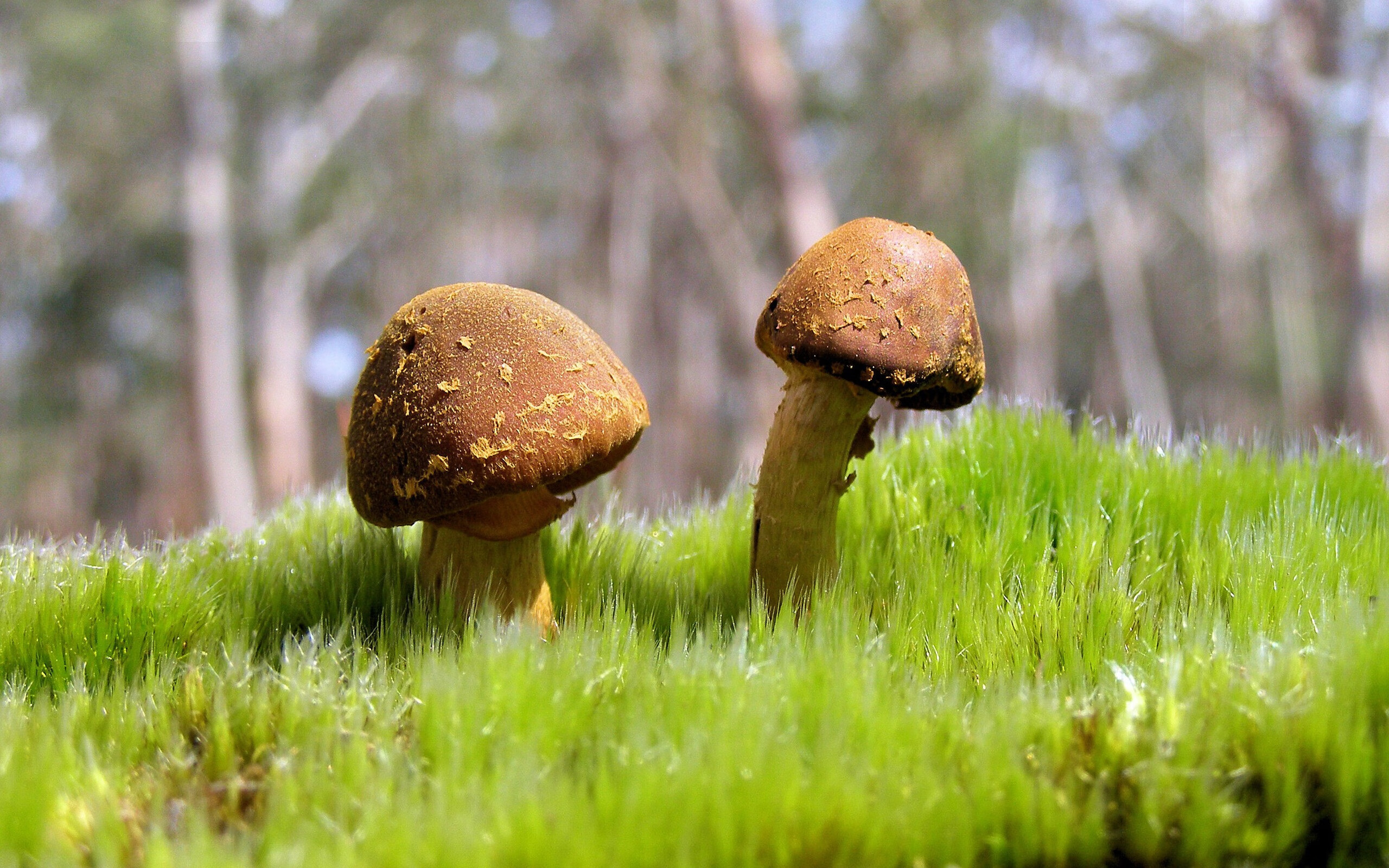 湖人连胜继续詹眉联手发威,湖人联手詹皇视频