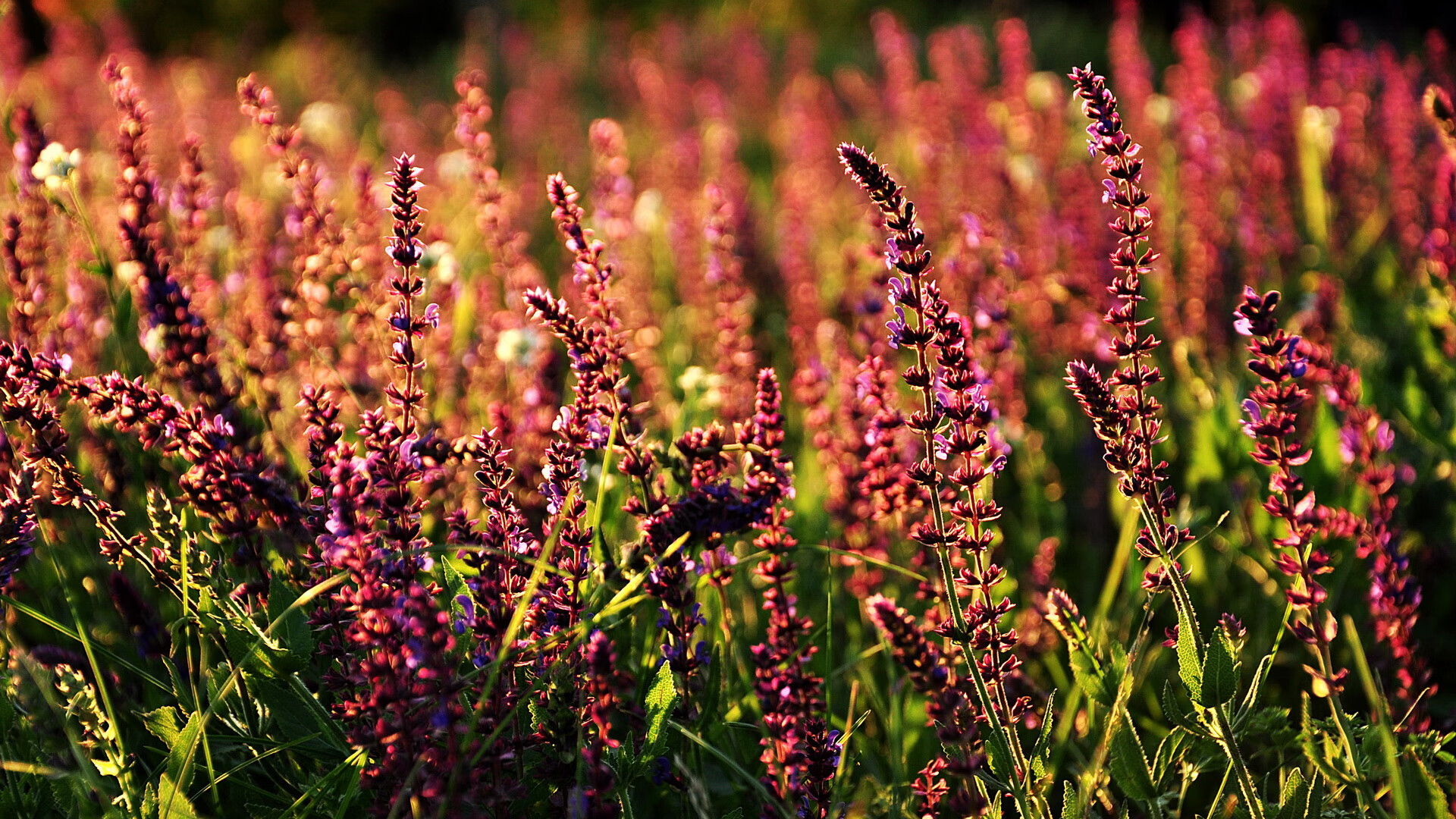 湖人险胜快船，总决赛中詹姆斯创下生涯新高，湖人总冠军詹姆斯说了什么