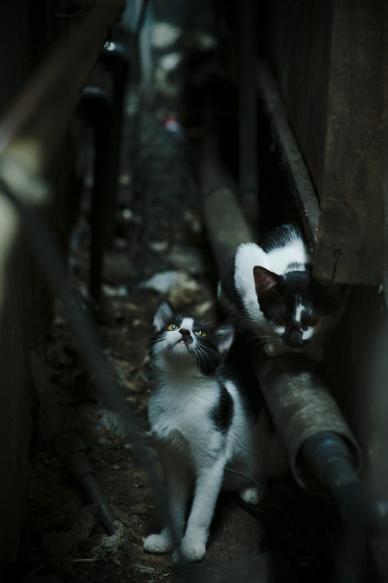 乐鱼app-科隆球队迎战强敌，备战训练全力以赴迎接挑战，科隆竞技足球俱乐部