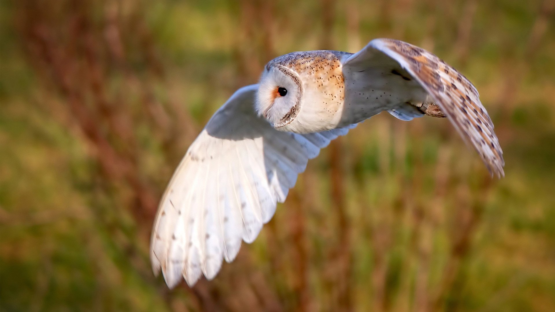 乐鱼体育登录-突尼斯青年球员快速成长，突尼斯联赛积分榜