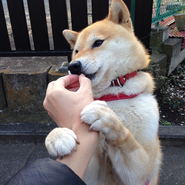 意甲裁判语义分析辅助判罚准确性的应用探讨,意甲 裁判