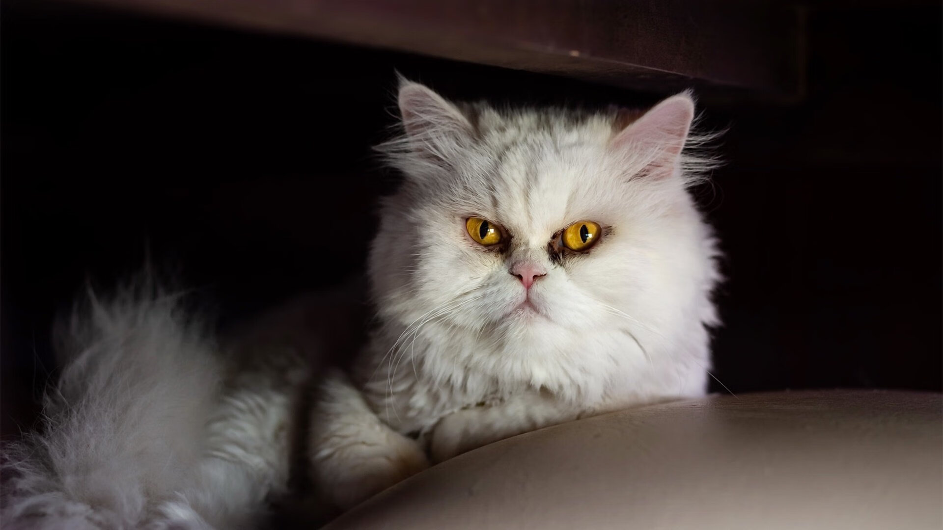 乐鱼官网-中国男篮冲击奥运资格迎来关键一战，中国男篮2胜3负无缘奥运会