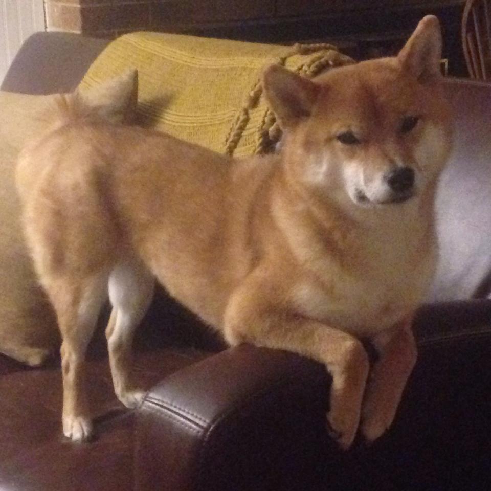 乐鱼体育APP官方下载-体育运动进社区系列展演精彩纷呈，社区体育开展