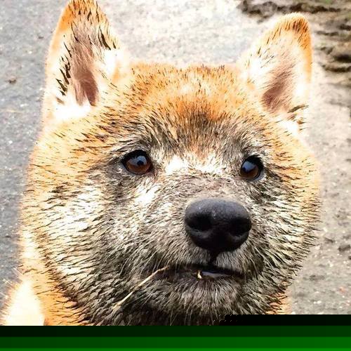 自由泳新老交替顺利,自由泳整体配合视频