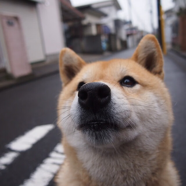 叶夫根尼娅·奇库诺娃逆境中展现韧性夺金,叶夫根尼娅格罗莫娃照片