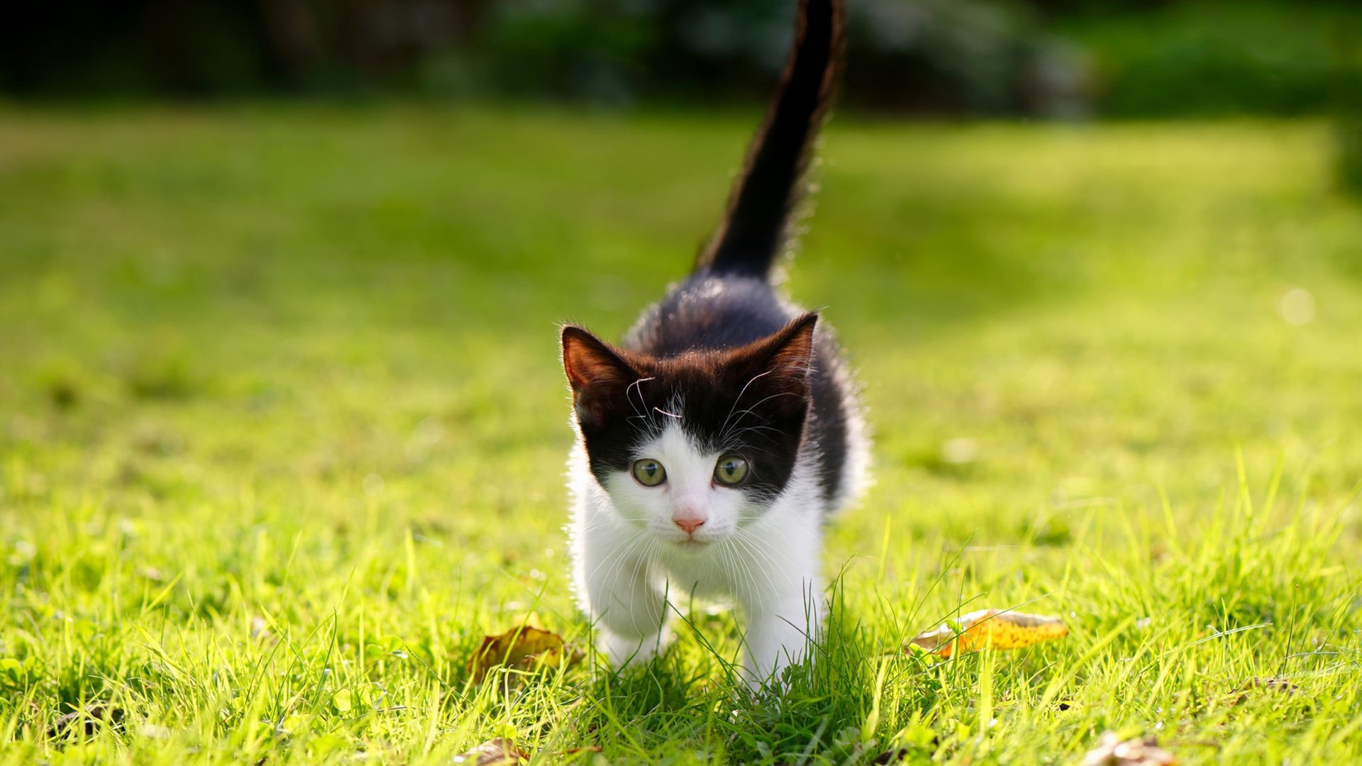 新赛季揭幕战即将打响，豪强对决抢眼