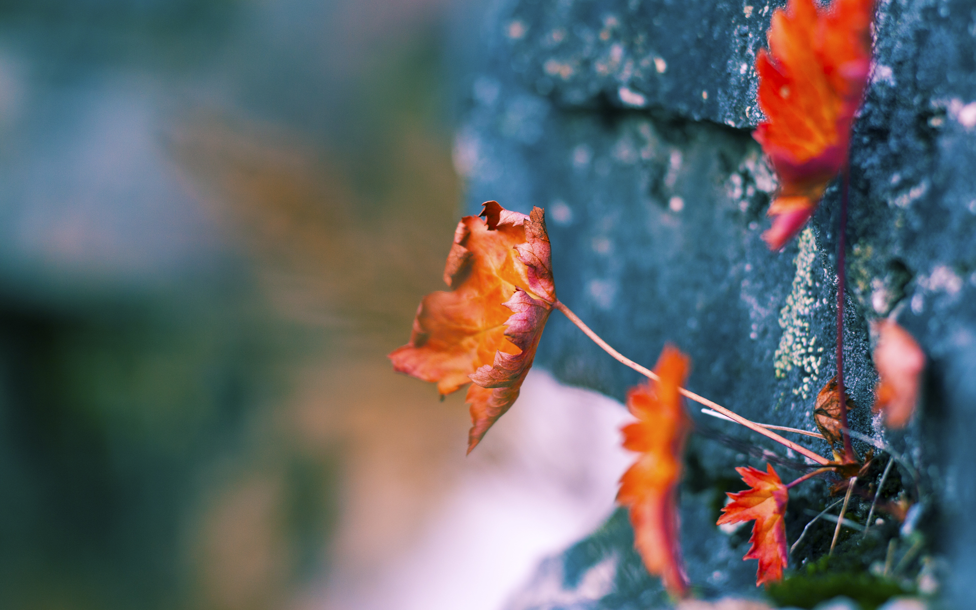 法甲冠军之路:攻守之间的精彩较量,法甲冠军含金量