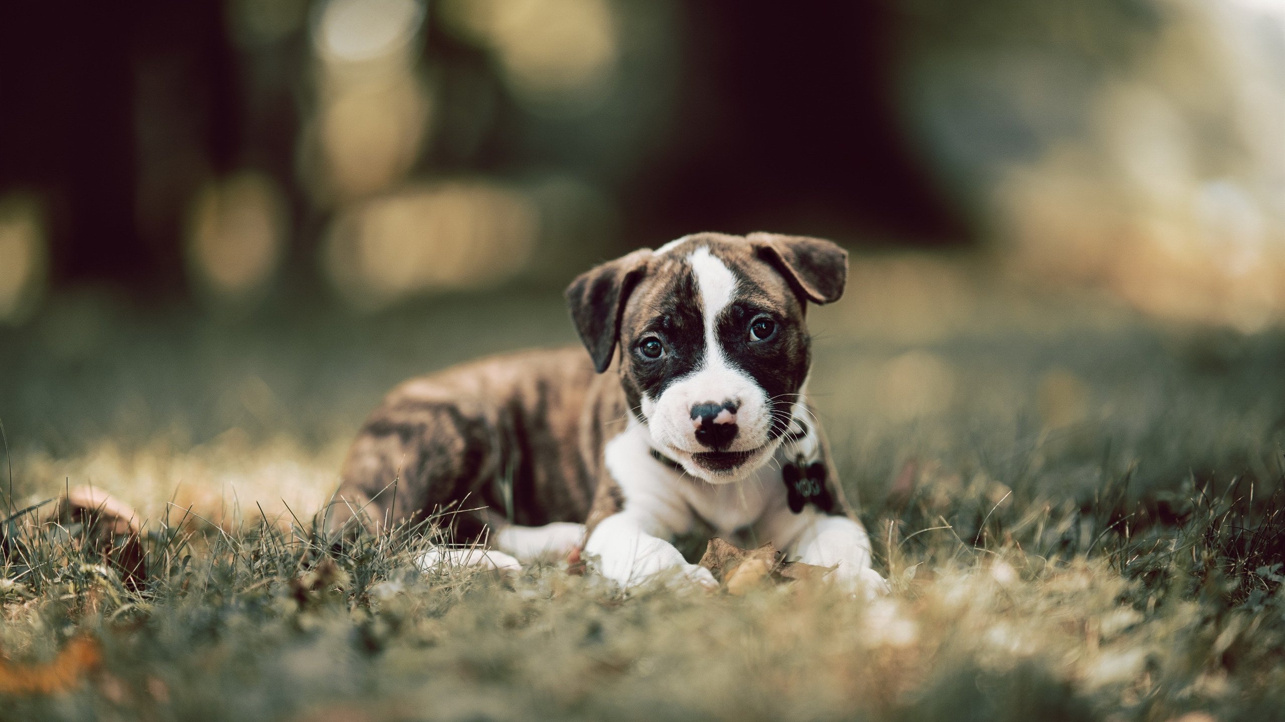 电子竞技青训体系探索标准化发展路径,电子竞技运动训练原则