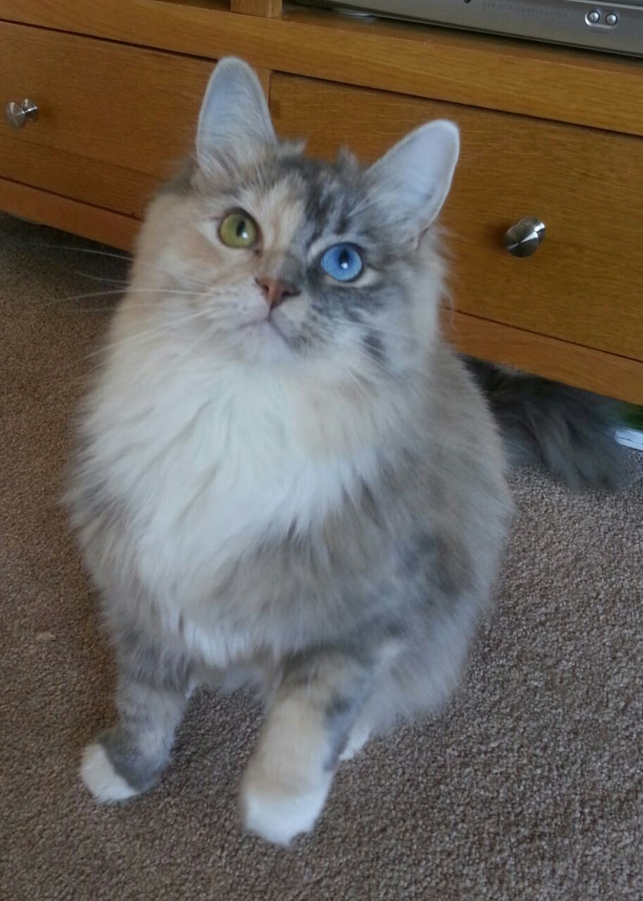 Leyu Sports (乐鱼体育)-蒙古男篮在亚洲锦标赛中迎来突破，逐渐走向国际舞台